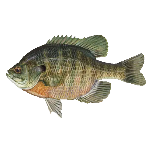 Bluegill