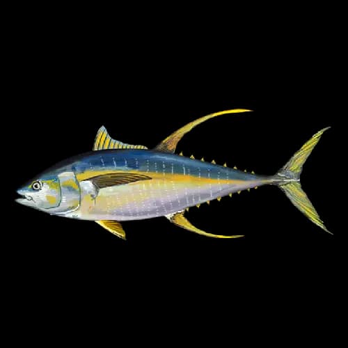 Yellowfin tuna