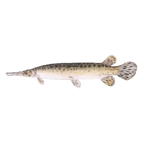 Spotted gar