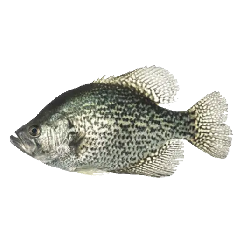 Black Crappie