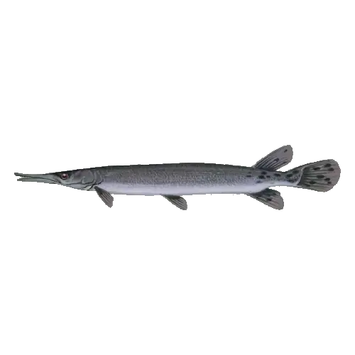 Shortnose gar