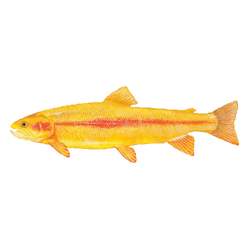 Golden rainbow trout