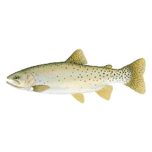 Cutthroat trout