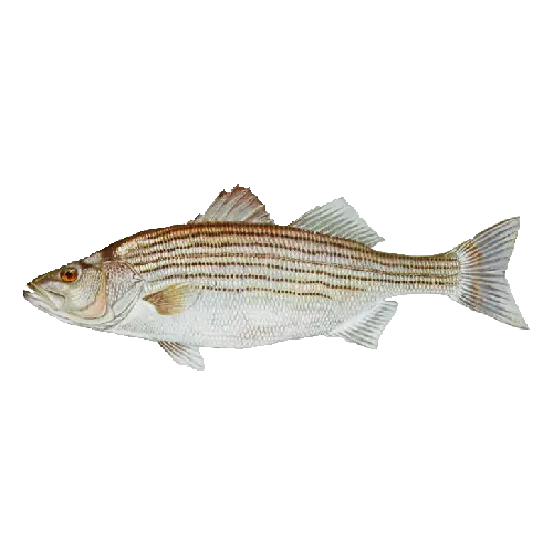 Striped Bass