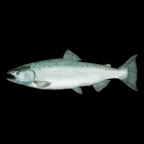Chinook Salmon