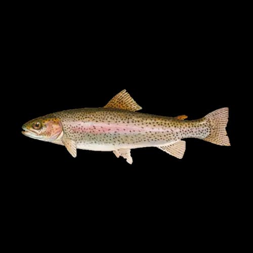 Steelhead Trout
