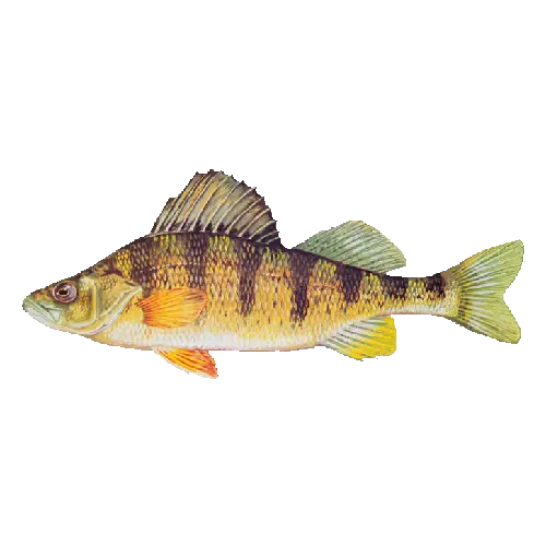 Yellow Perch