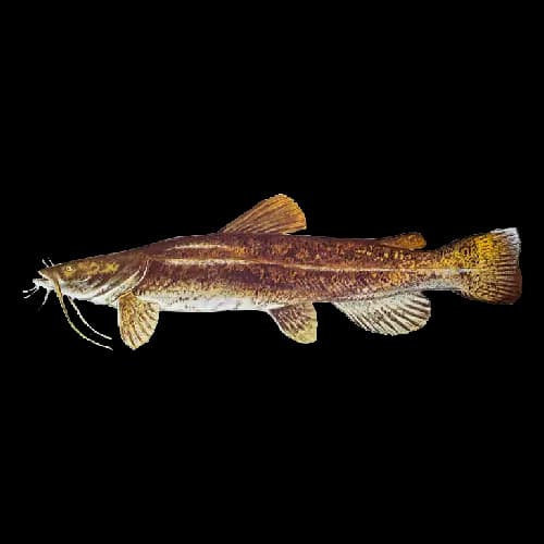 Flathead Catfish
