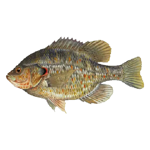 Redear Sunfish