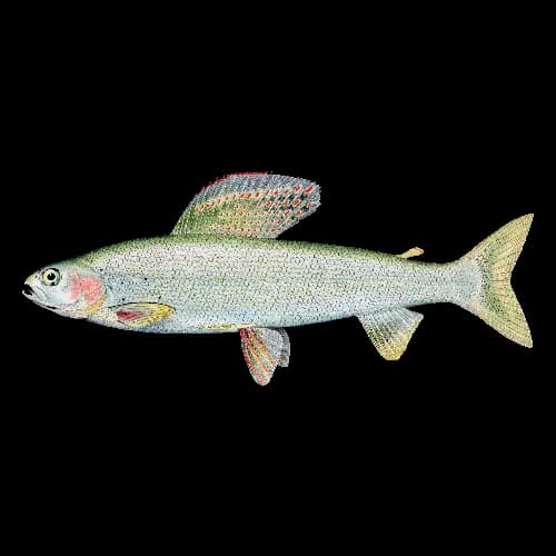 Arctic Grayling