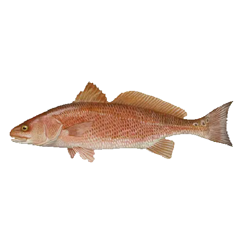 Red Drum