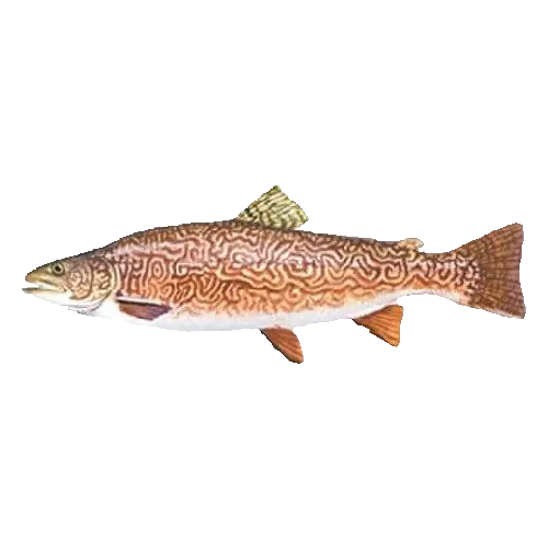Tiger Trout