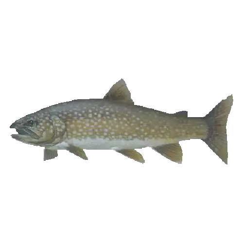 Lake Trout