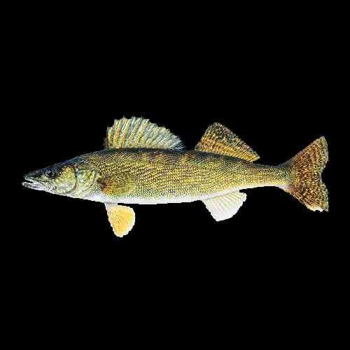 Walleye