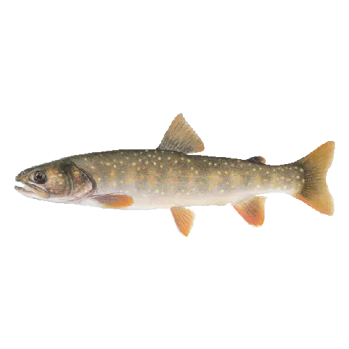 Bull Trout