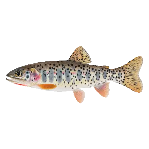 Bonneville Cutthroat Trout