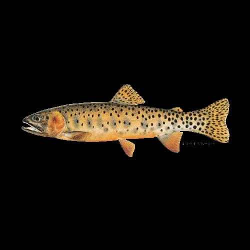 Colorado River Cutthroat Trout