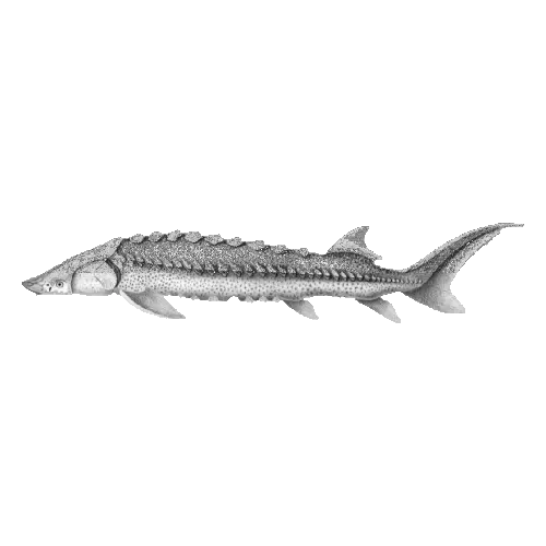 White Sturgeon