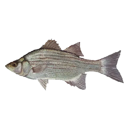 White Bass