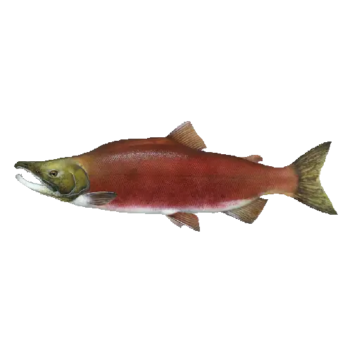 Sockeye Salmon