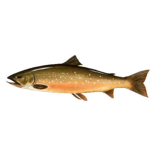 Arctic Char