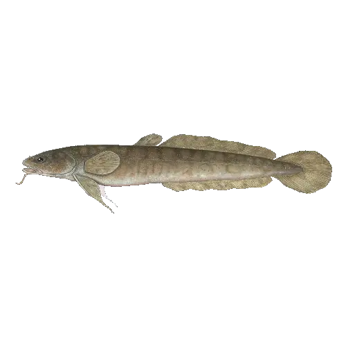 Burbot