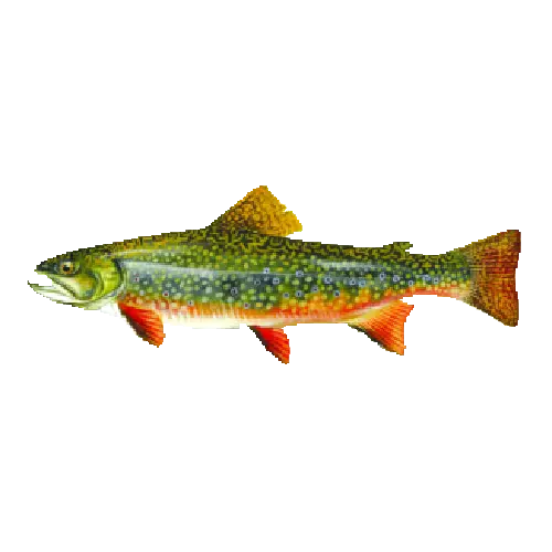 Brook Trout