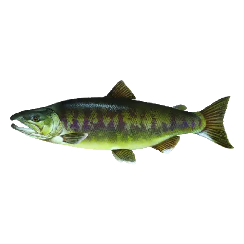 Chum Salmon