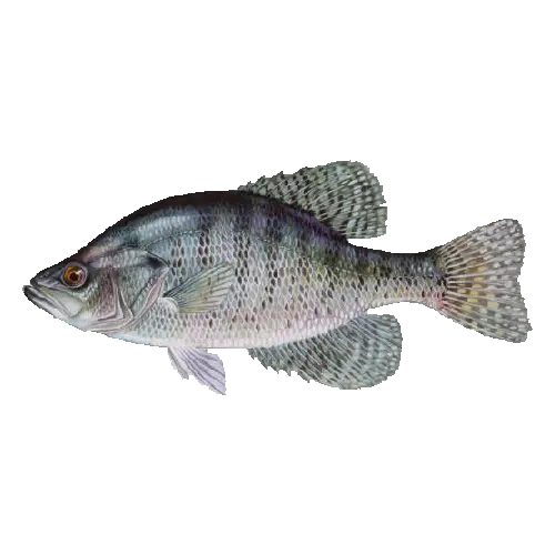 White Crappie