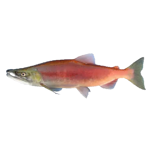 Kokanee Salmon