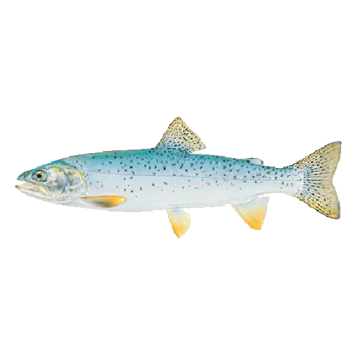 Bear Lake Cutthroat Trout