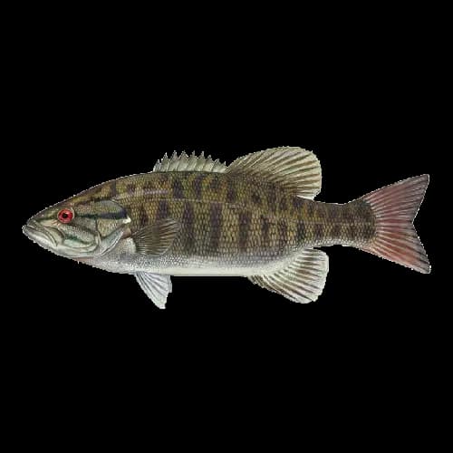 Smallmouth Bass
