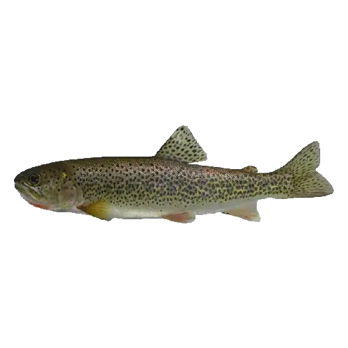 Coastal Cutthroat Trout