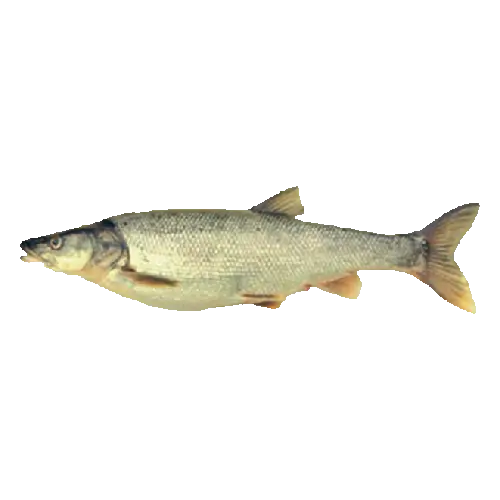 Northern Pikeminnow