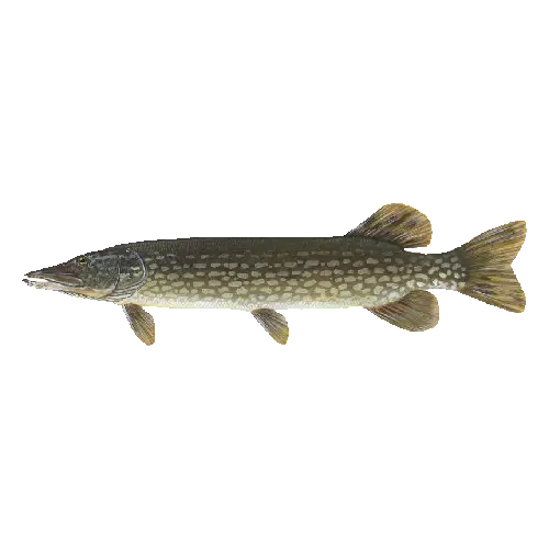 Northern Pike