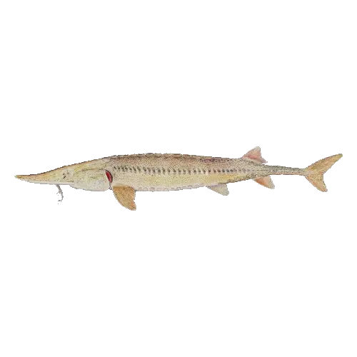 Pallid sturgeon
