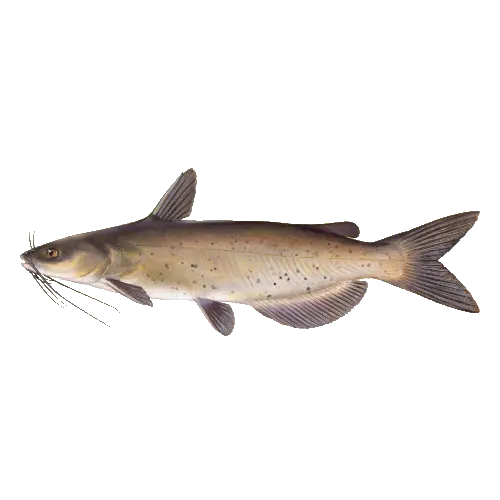 Channel Catfish