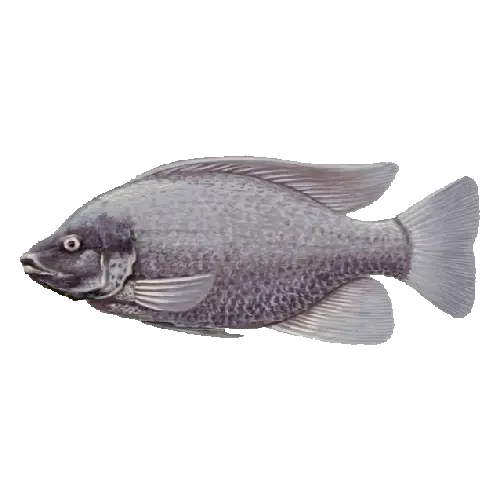 Longfin tilapia
