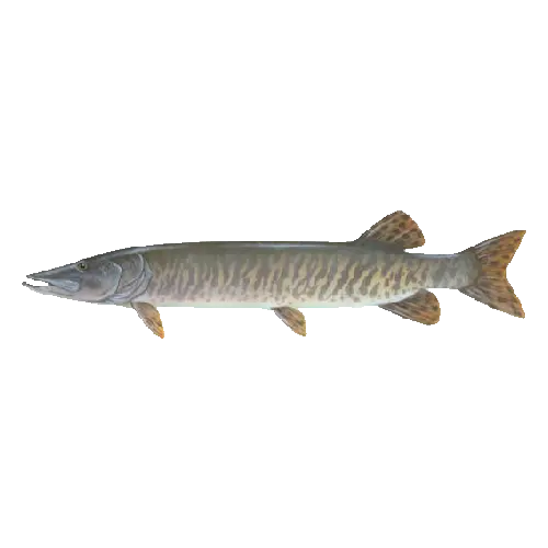 Muskellunge